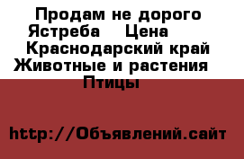 Продам не дорого Ястреба  › Цена ­ 2 - Краснодарский край Животные и растения » Птицы   